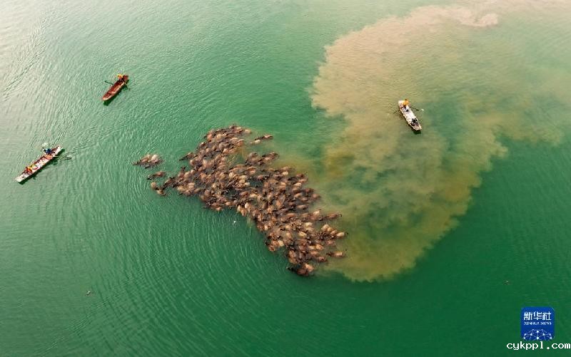 牛挤牛 四川蓬安现“百牛渡江”景观