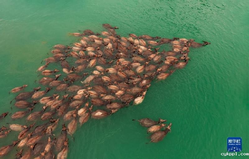 牛挤牛 四川蓬安现“百牛渡江”景观
