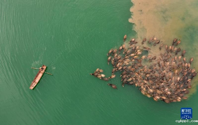 牛挤牛 四川蓬安现“百牛渡江”景观