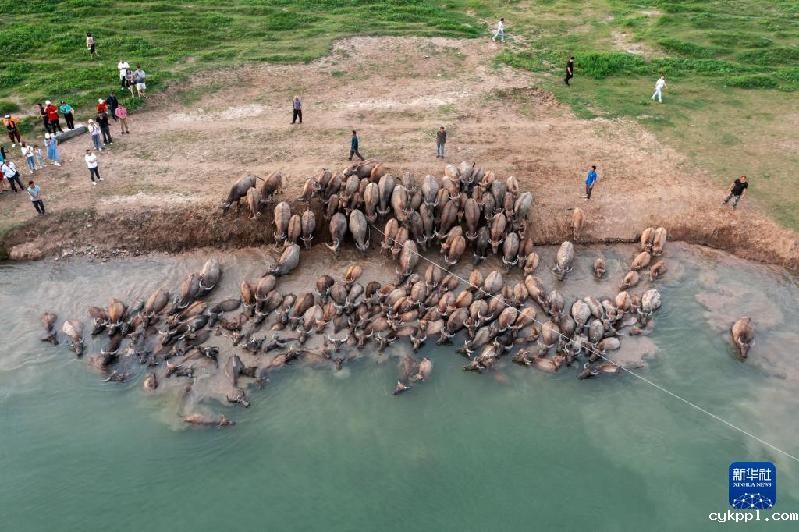 牛挤牛 四川蓬安现“百牛渡江”景观
