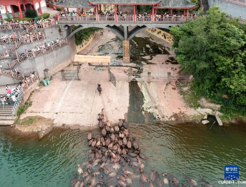 牛挤牛 四川蓬安现“百牛渡江”景观