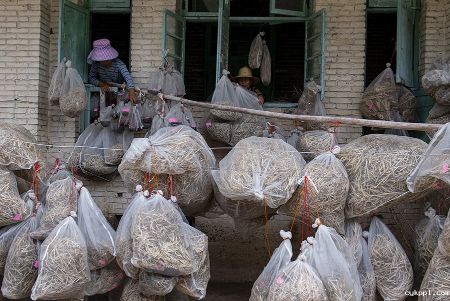 自产农业“芯片” 端稳“中国饭碗”
