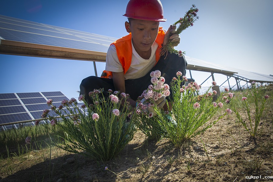 戈壁滩上长出了光伏牧场