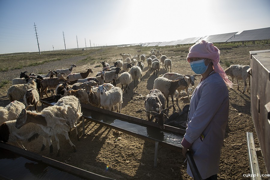 戈壁滩上长出了光伏牧场