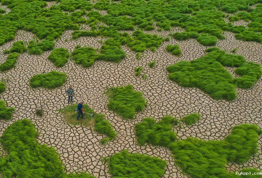极枯鄱湖 生态大考 极枯鄱湖 生态大考