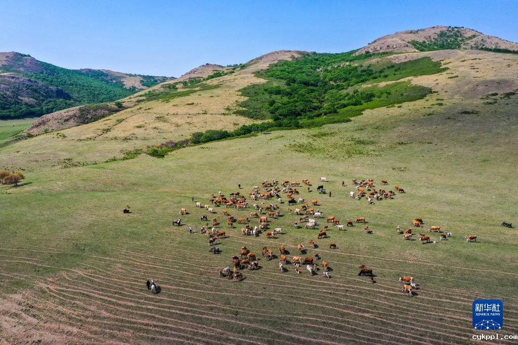 阿鲁科尔沁草原夏日景色