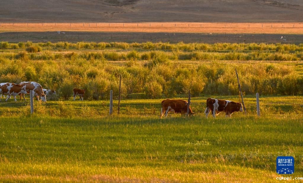 阿鲁科尔沁草原夏日景色