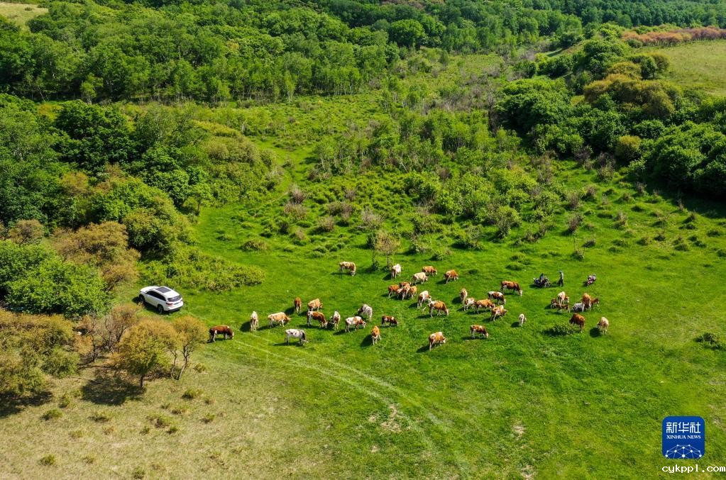 阿鲁科尔沁草原夏日景色