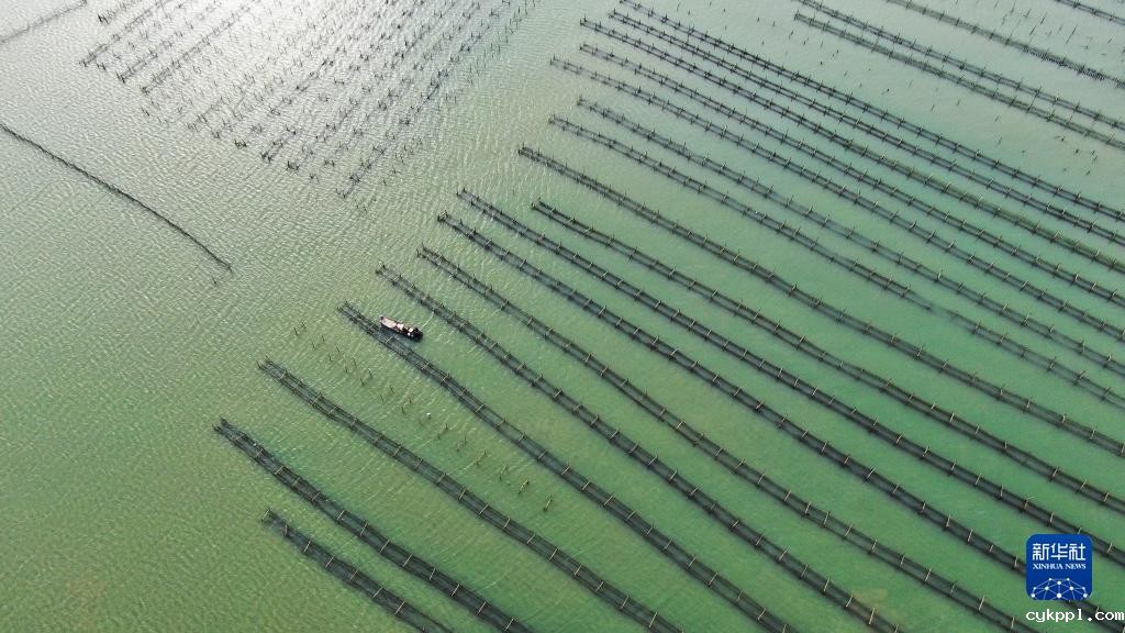 广东饶平：水产养殖谱写现代“海洋牧歌”