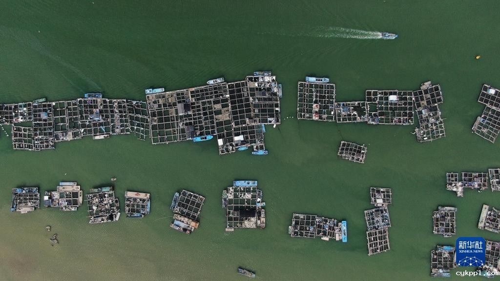 广东饶平：水产养殖谱写现代“海洋牧歌”