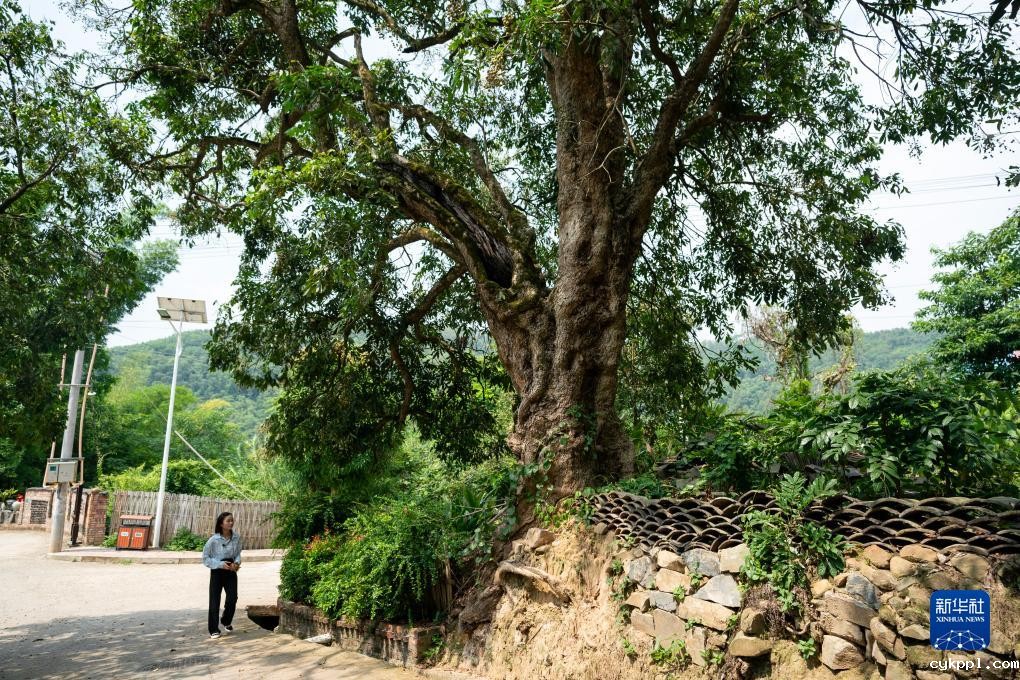 走进壮族风情坡芽村