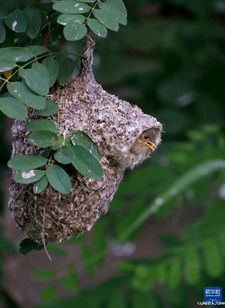 河北丰南：“鸟类建筑师”沿海湿地育雏