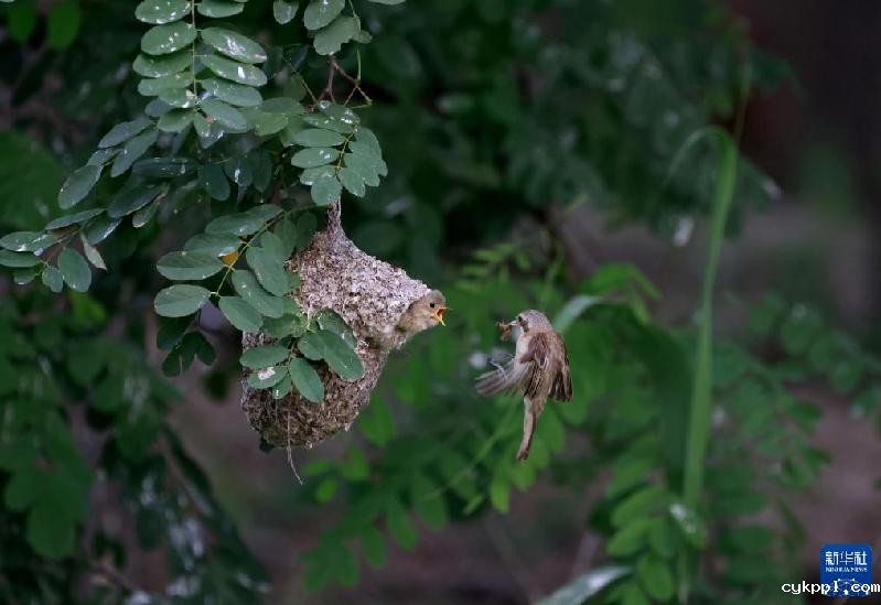 河北丰南：“鸟类建筑师”沿海湿地育雏
