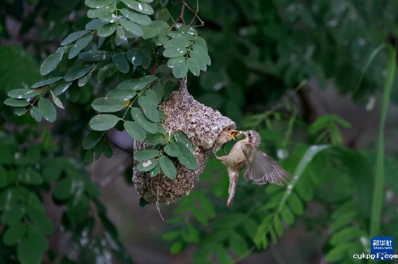 河北丰南：“鸟类建筑师”沿海湿地育雏