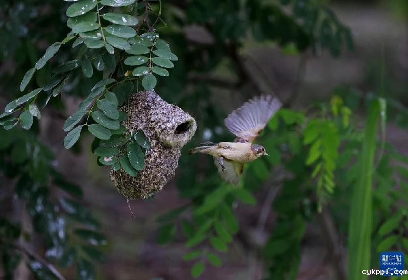 河北丰南：“鸟类建筑师”沿海湿地育雏