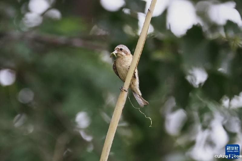 河北丰南：“鸟类建筑师”沿海湿地育雏
