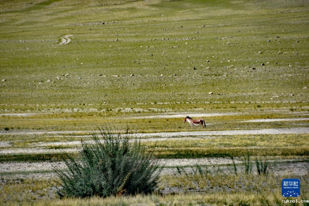 别若则错：高海拔湖泊的独特之美