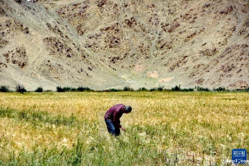 久美老人:西藏高海拔青稞田里的“守望者”