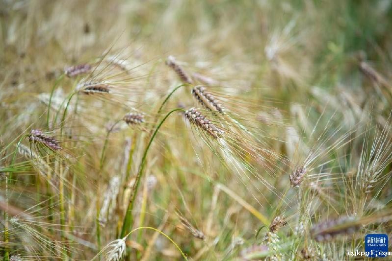 久美老人:西藏高海拔青稞田里的“守望者”