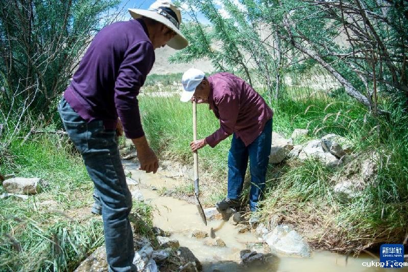 久美老人:西藏高海拔青稞田里的“守望者”