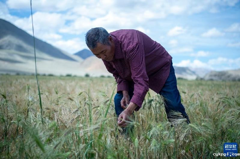 久美老人:西藏高海拔青稞田里的“守望者”