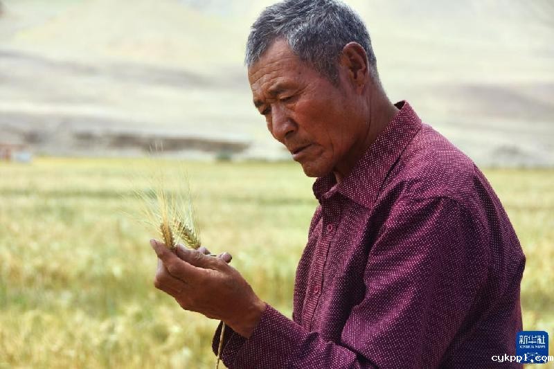 久美老人:西藏高海拔青稞田里的“守望者”