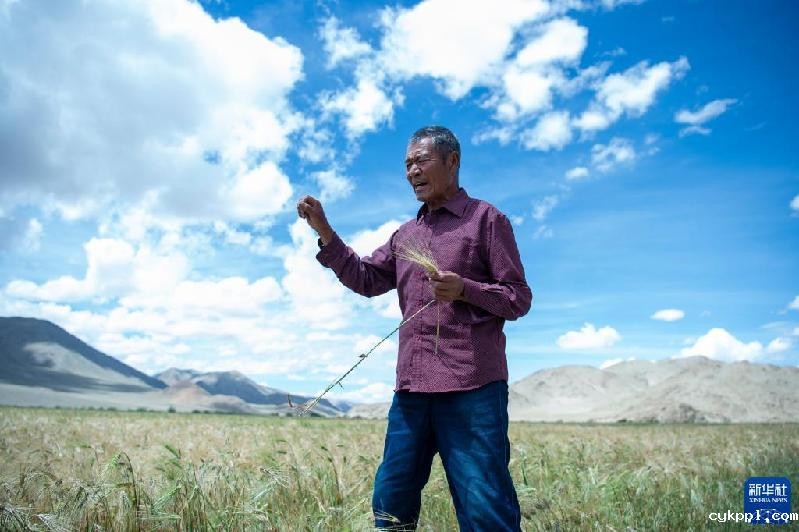 久美老人:西藏高海拔青稞田里的“守望者”