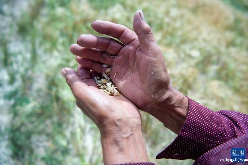 久美老人:西藏高海拔青稞田里的“守望者”