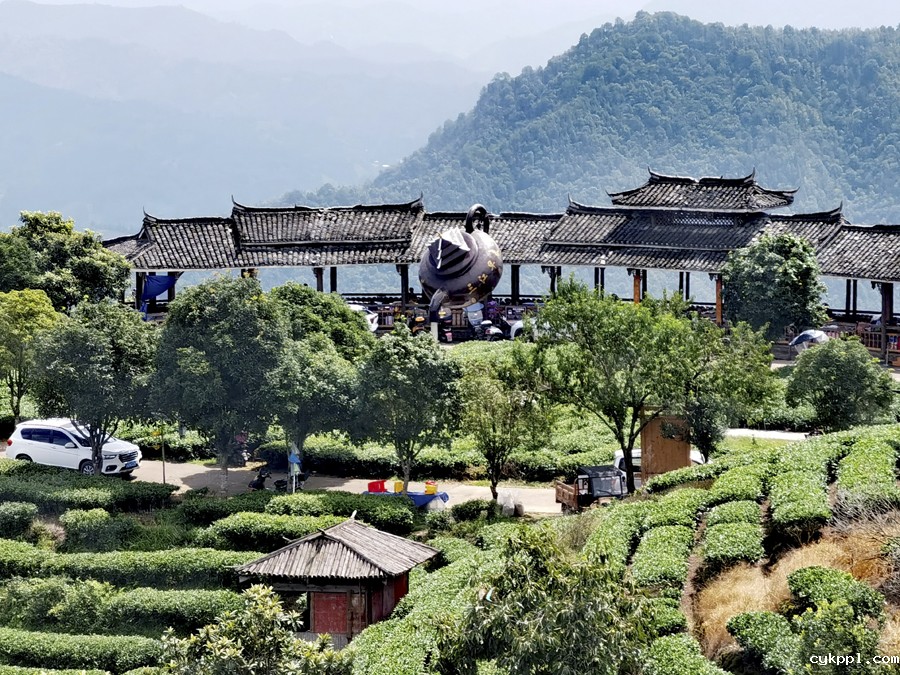 广西柳州:茶香侗情 景色迷人 广西柳州:茶香侗情 景色迷人
