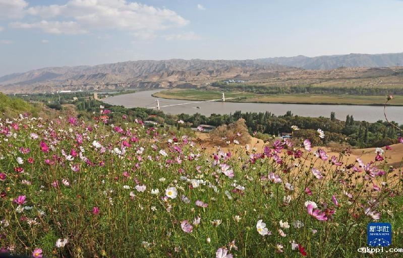 新华全媒+｜沙水交融 魅力沙坡头