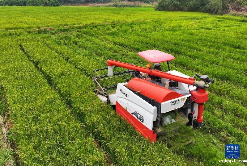 湖南靖州:制种水稻收割忙