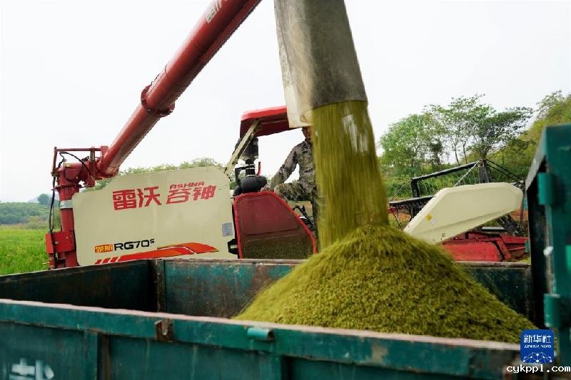 湖南靖州:制种水稻收割忙