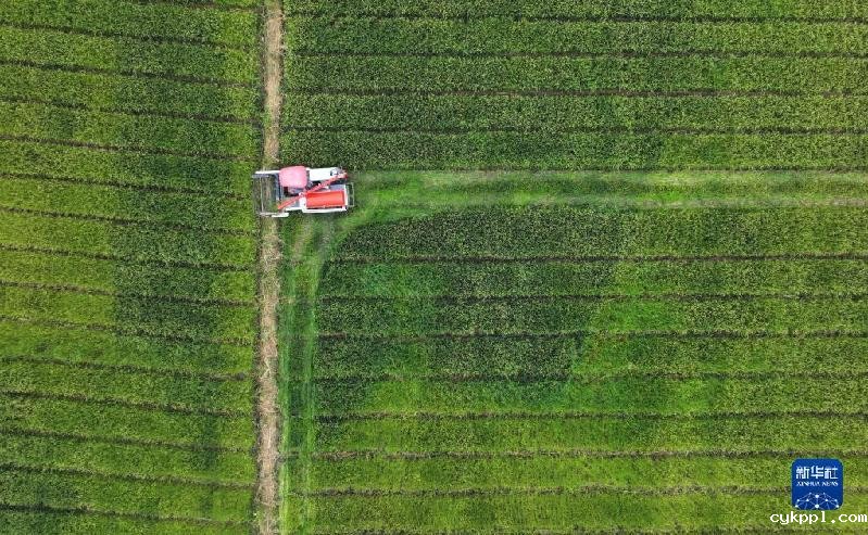 湖南靖州:制种水稻收割忙