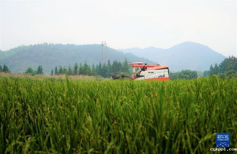 湖南靖州:制种水稻收割忙