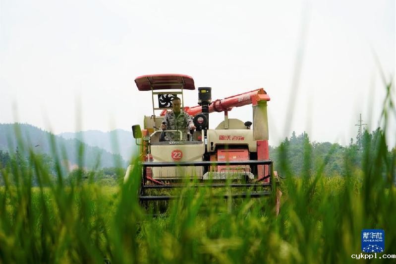 湖南靖州:制种水稻收割忙
