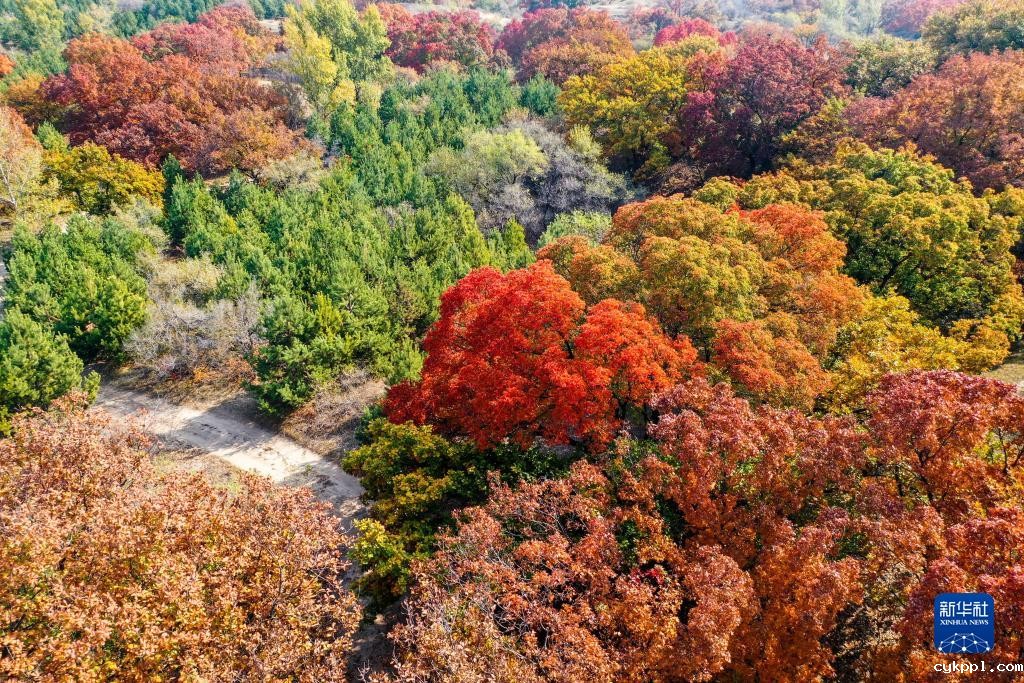 美丽中国丨秋日枫林美如画