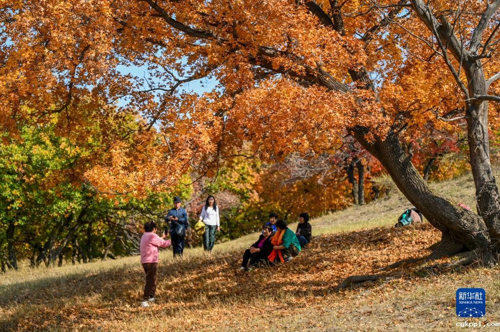 美丽中国丨秋日枫林美如画