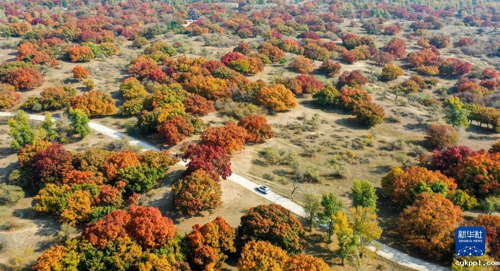 美丽中国丨秋日枫林美如画