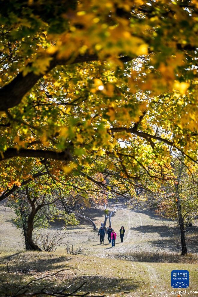 美丽中国丨秋日枫林美如画