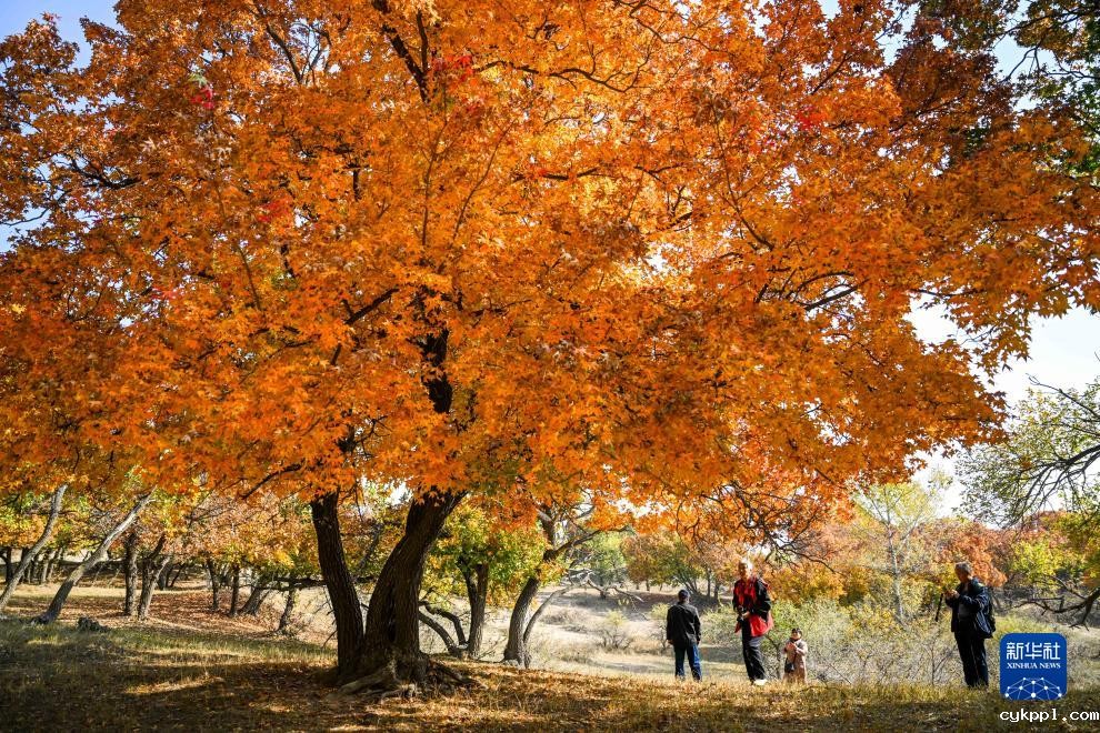 美丽中国丨秋日枫林美如画
