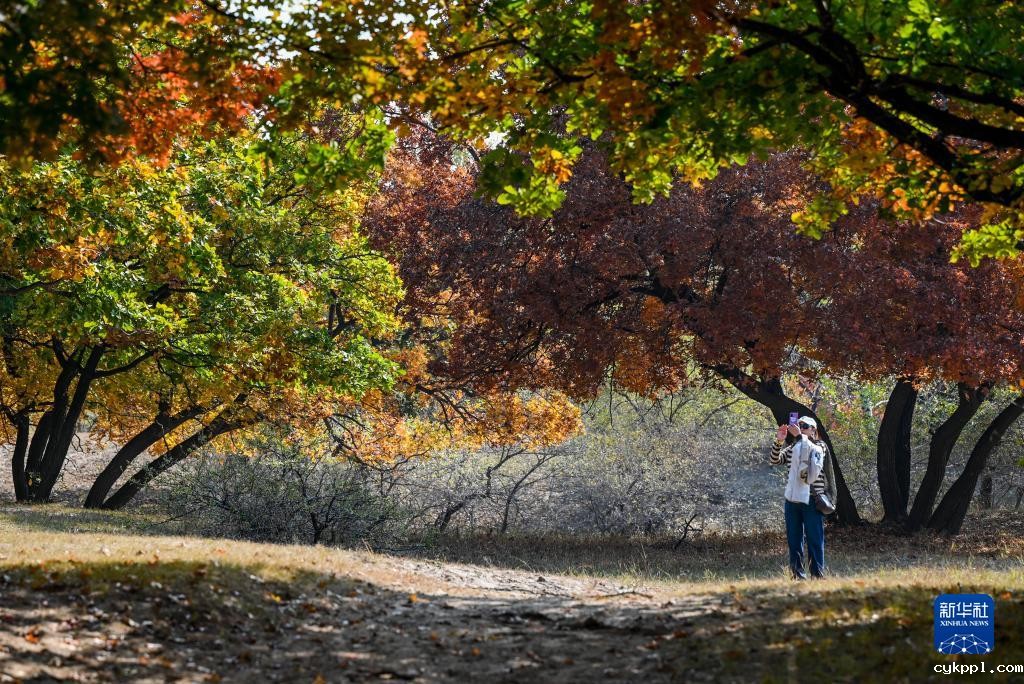 美丽中国丨秋日枫林美如画