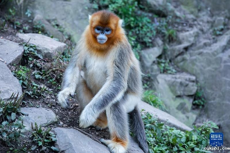 美丽中国丨大熊猫国家公园内金丝猴新生幼崽茁壮成长