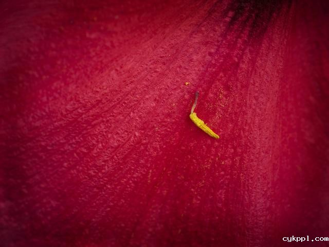 王昆峰：探索打开物性的超视觉影像