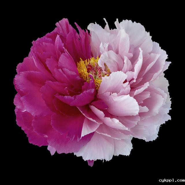 王昆峰：探索打开物性的超视觉影像