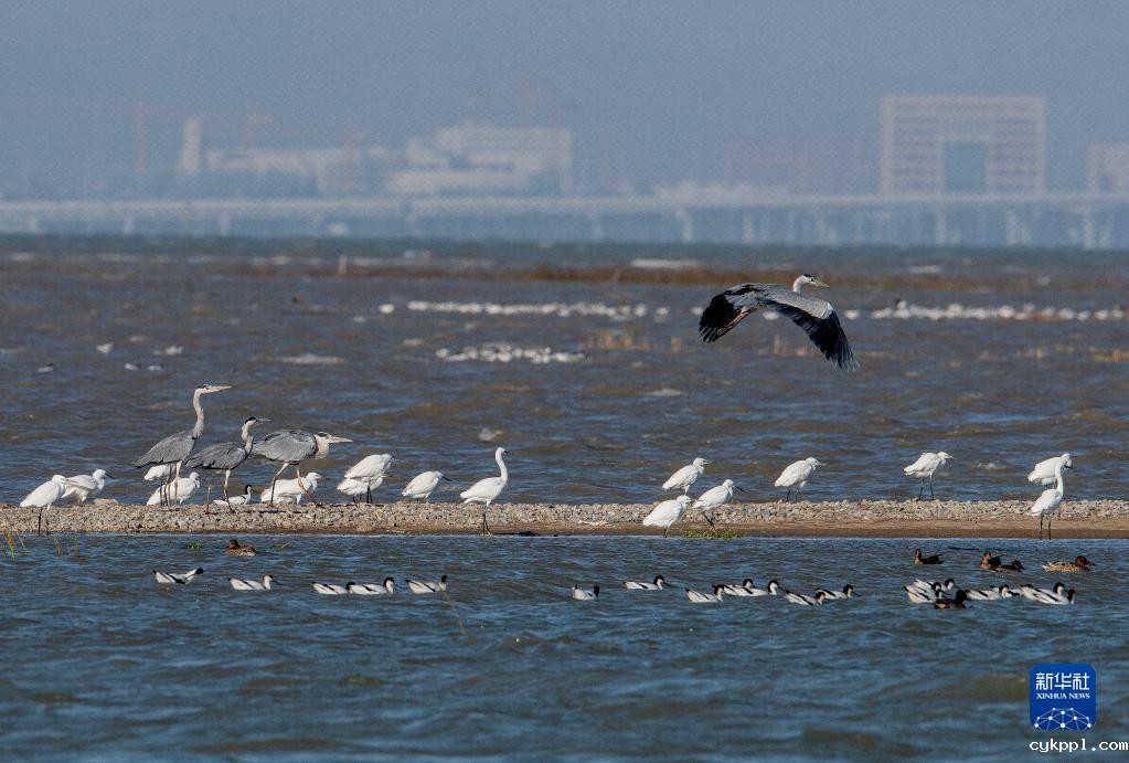 新华全媒＋丨珍稀候鸟在福建过冬