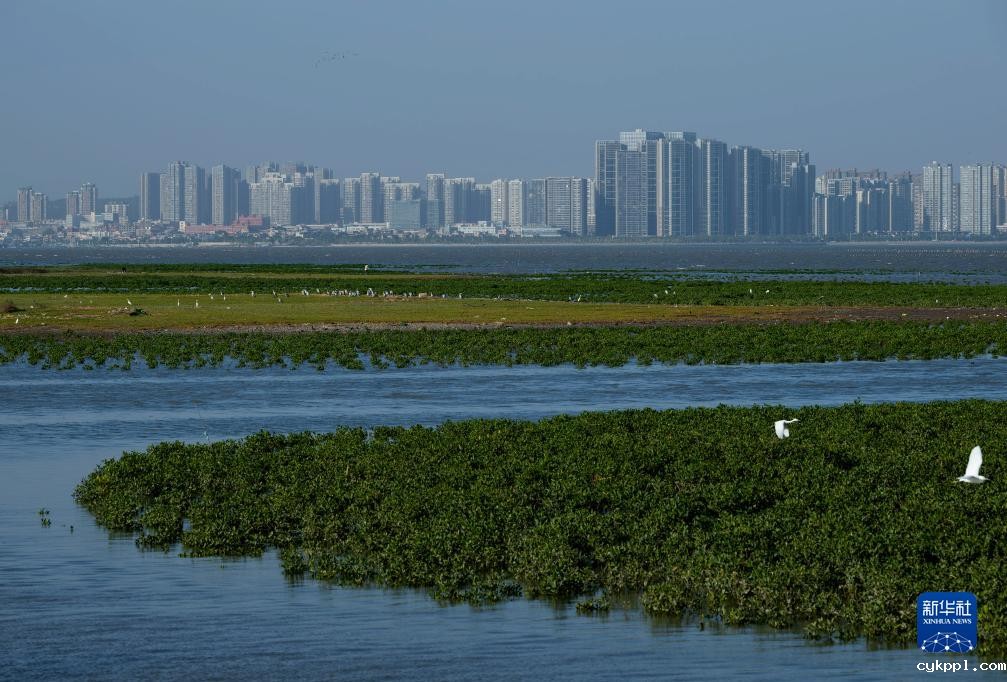 新华全媒＋丨珍稀候鸟在福建过冬