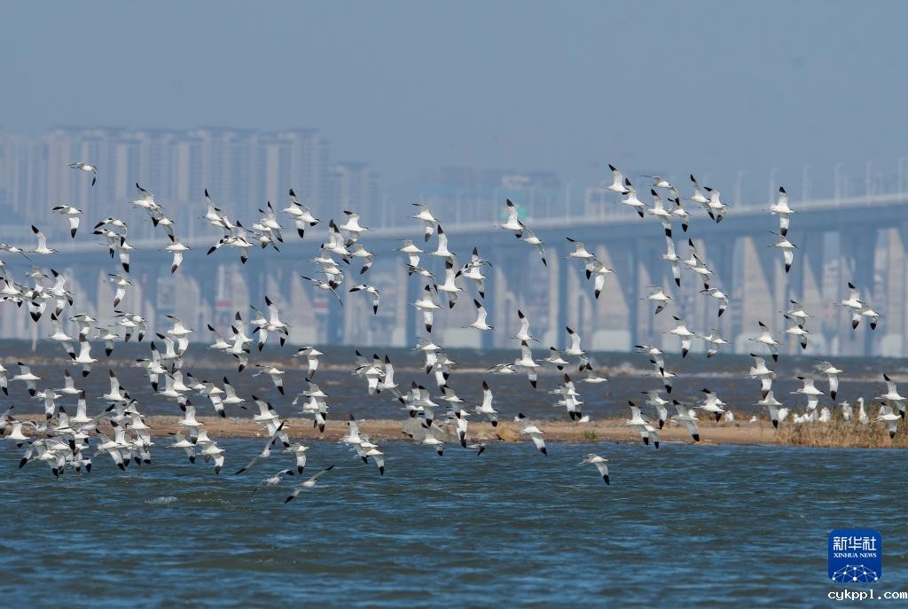 新华全媒＋丨珍稀候鸟在福建过冬