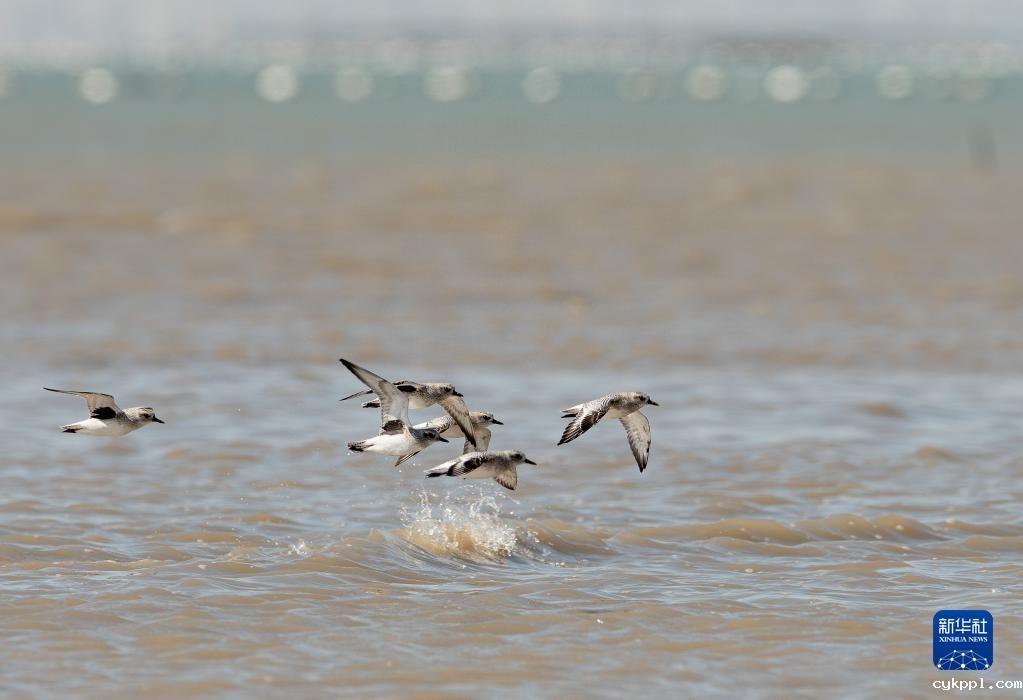 新华全媒＋丨珍稀候鸟在福建过冬