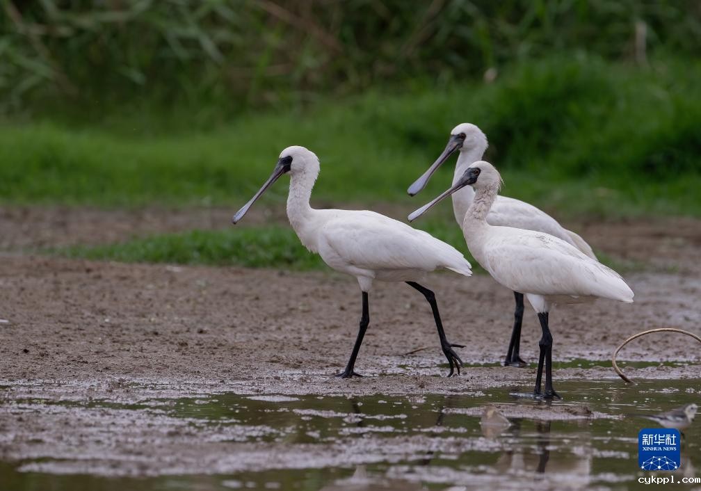新华全媒＋丨珍稀候鸟在福建过冬