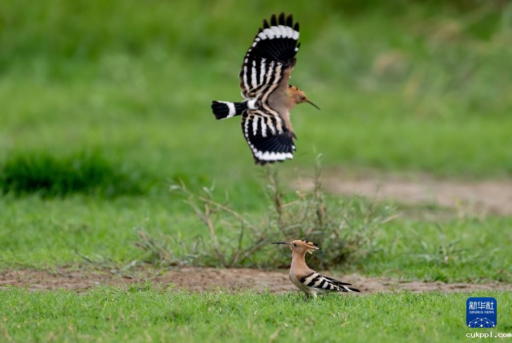 新华全媒＋丨珍稀候鸟在福建过冬